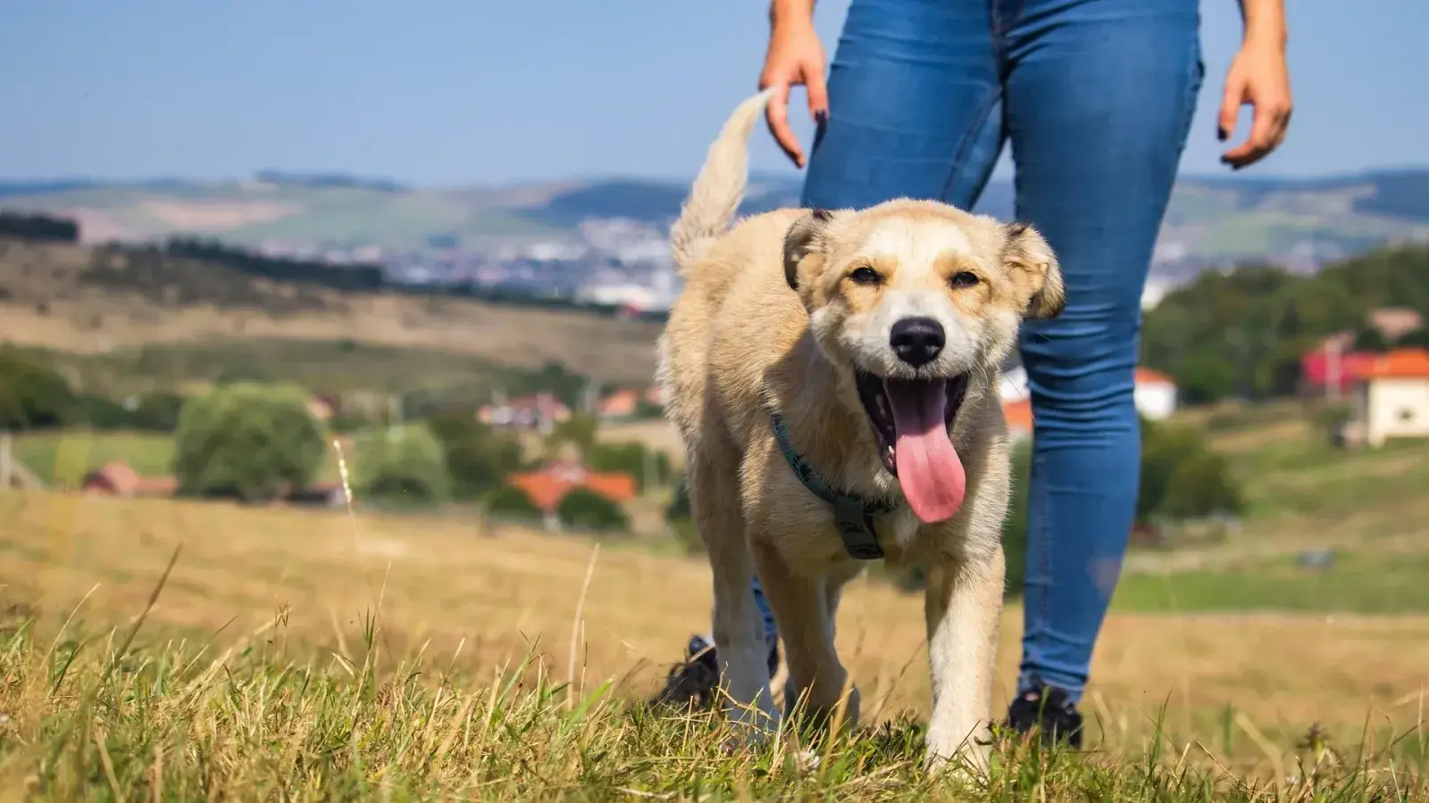 Fröhlicher hellbrauner Hund läuft an der Seite eines Menschen in Jeans über eine sonnige Wiese, im Hintergrund Hügel und Dächer