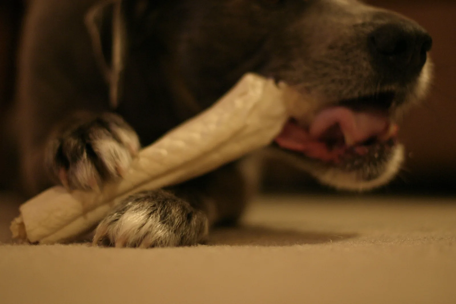 Dunkler Hund hält einen hellen Kauknochen aus Rinderhaut zwischen den Pfoten und kaut darauf