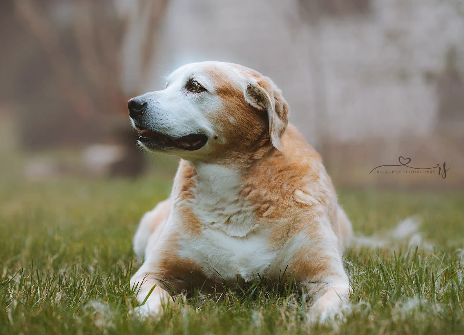 Älterer Hund mit hellem, ergrautem Fell liegt im Gras, laut Bildbeschreibung ein Senior-Labrador