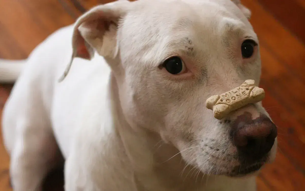 Weißer Hund mit einem Hundekeks auf der Nase, Symbolbild