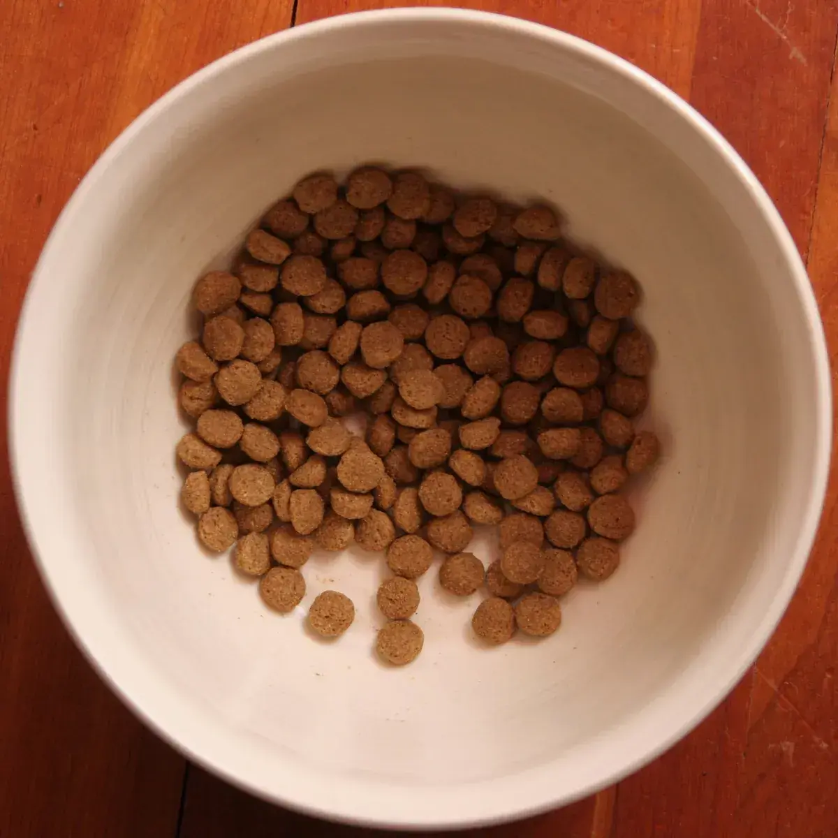 Weißer Napf mit Trockenfutter-Kroketten für Hunde, Symbolbild, nicht das getestete Produkt