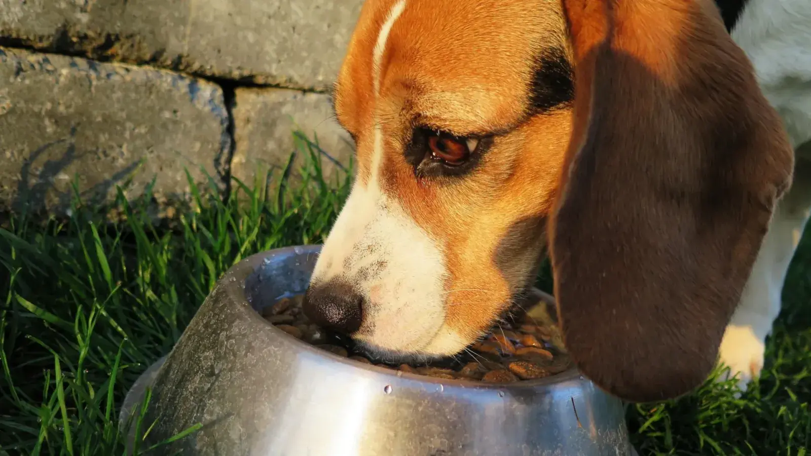 Beagle frisst auf einer Wiese aus einem Edelstahlnapf, der am Boden steht