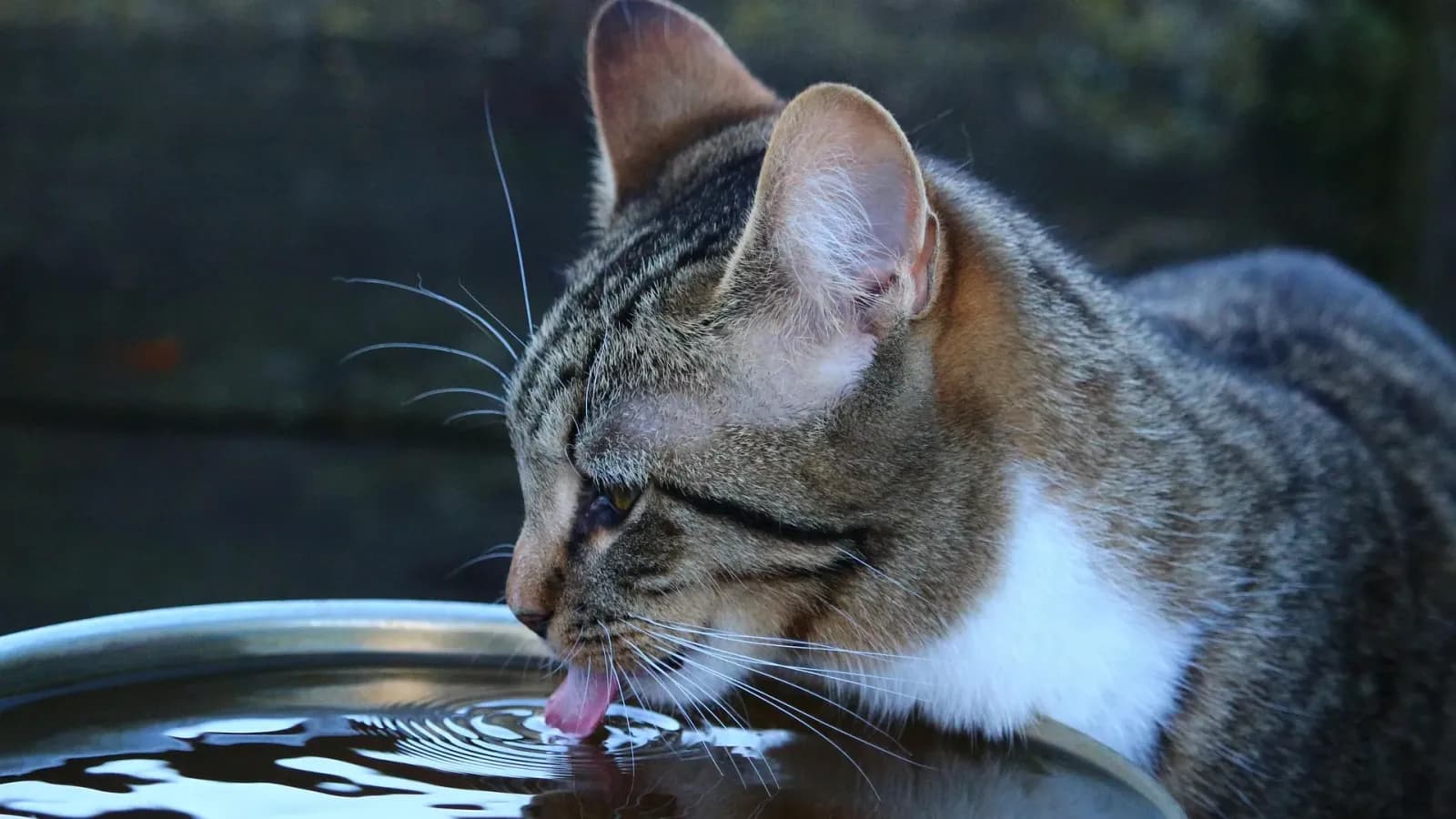 Getigerte Katze mit weißer Brust trinkt Wasser aus einer flachen Metallschale im Freien