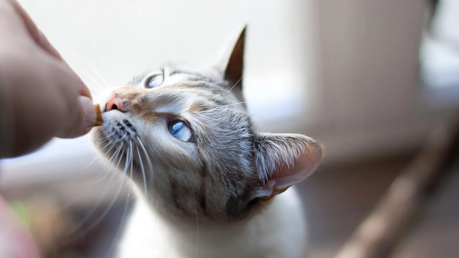 Grau getigerte Katze mit blauen Augen nimmt einen kleinen Snack aus der Hand