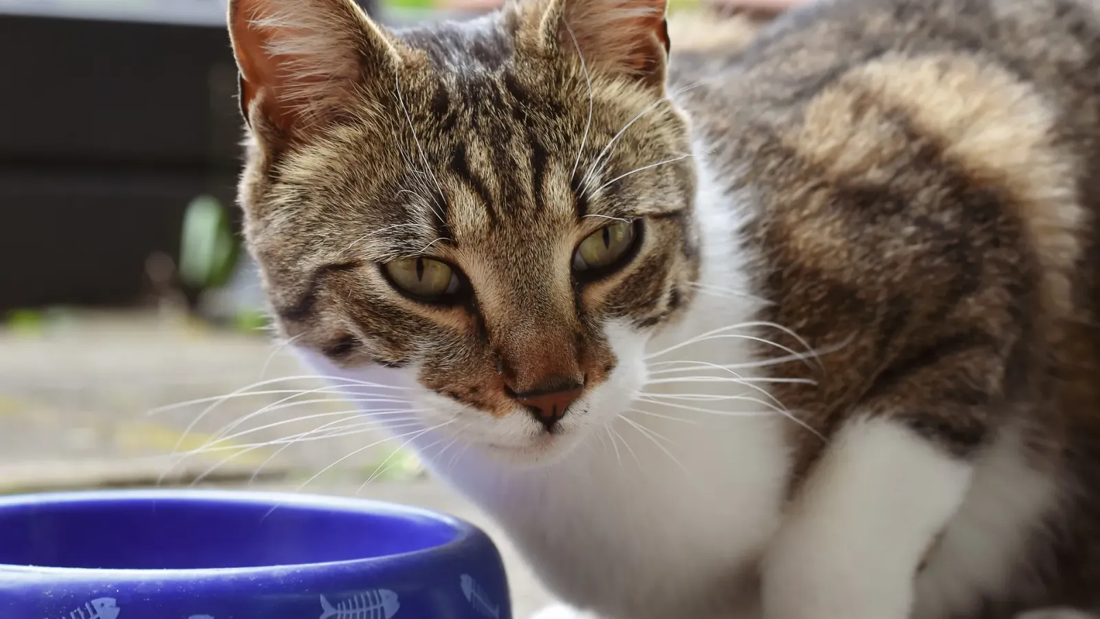 Getigerte Katze mit weißer Brust schaut skeptisch über einen blauen Futternapf hinweg
