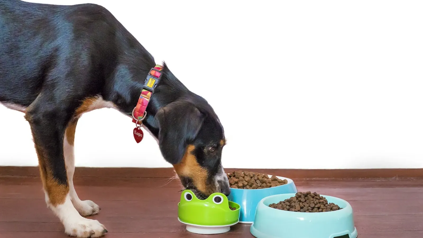 Junger Hund frisst aus einem Napf, daneben zwei Näpfe mit Trockenfutter vor weißem Hintergrund – Symbolbild für die schrittweise Futterumstellung beim Hund