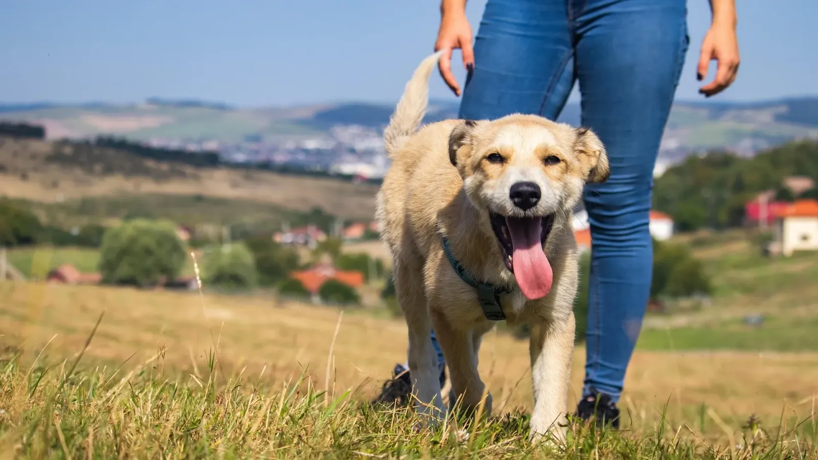 Fröhlicher hellbrauner Hund läuft an der Seite eines Menschen in Jeans über eine sonnige Wiese, im Hintergrund Hügel und Dächer