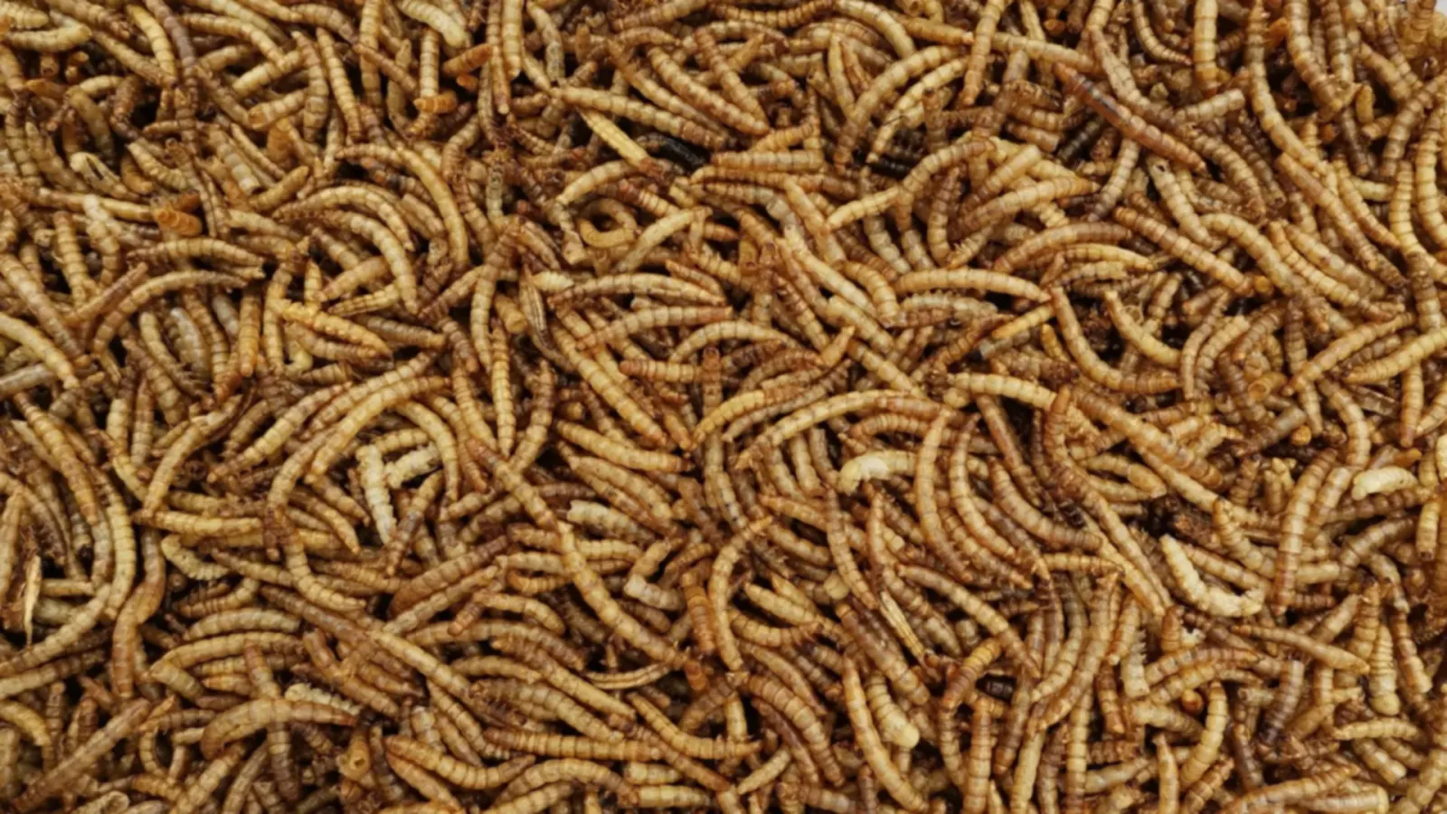 Viele getrocknete Insektenlarven in Nahaufnahme als Symbolbild für Insektenprotein in Futtermitteln
