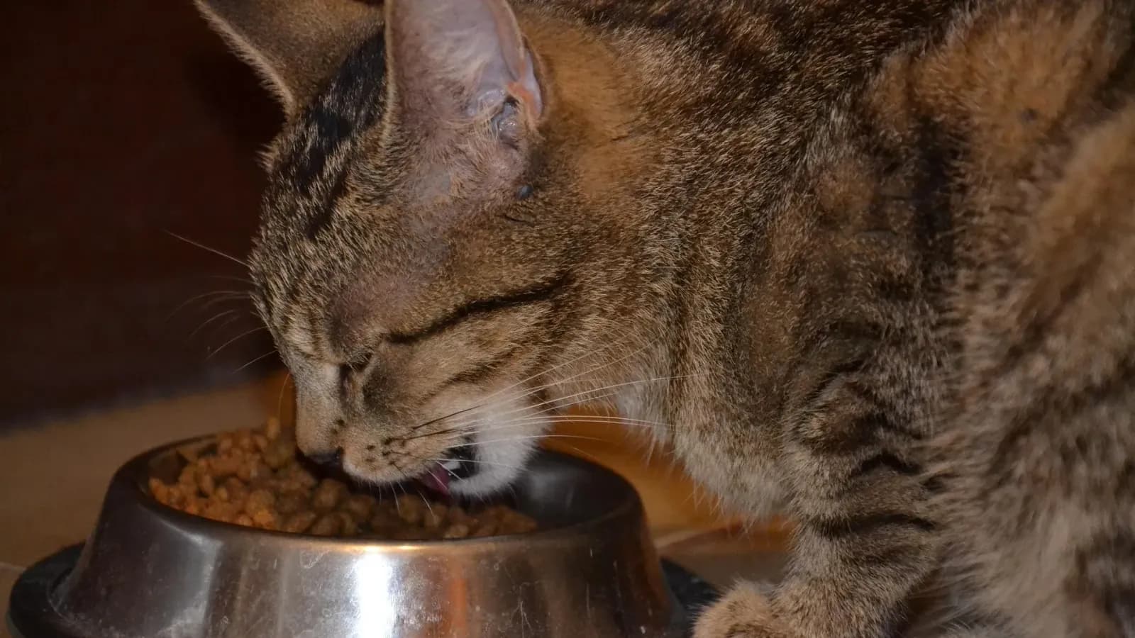 Getigerte Katze frisst Trockenfutter aus einem Metallnapf