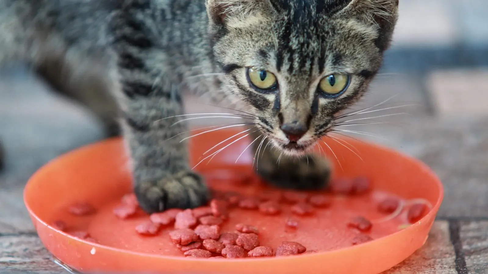 Getigertes Kitten frisst von einem orangefarbenen Teller – Symbolbild zur Frage, wie lange Kitten spezielles Kittenfutter brauchen