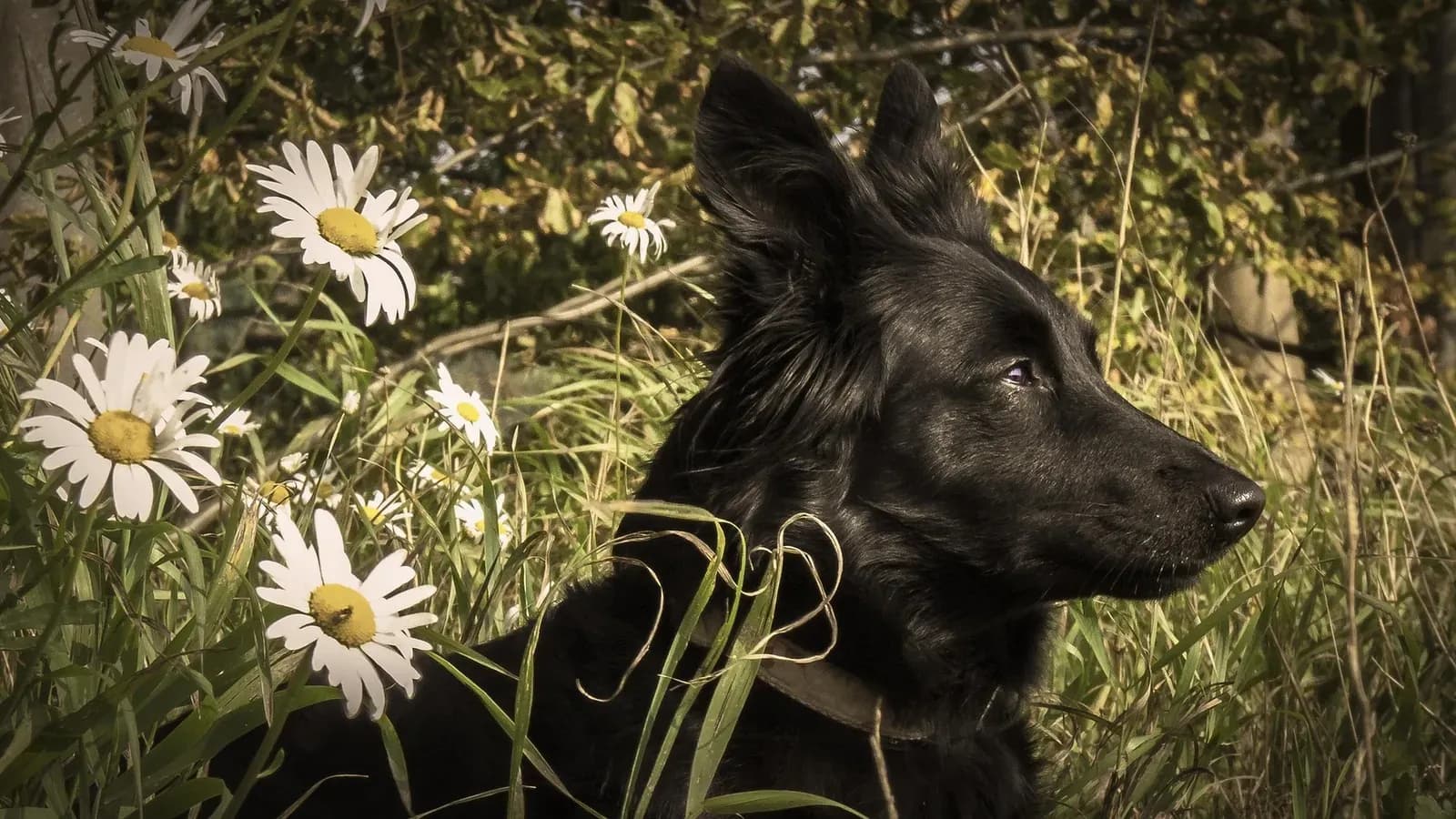 Schwarzer Hund liegt ruhig im hohen Gras zwischen weißen Margeriten und blickt zur Seite