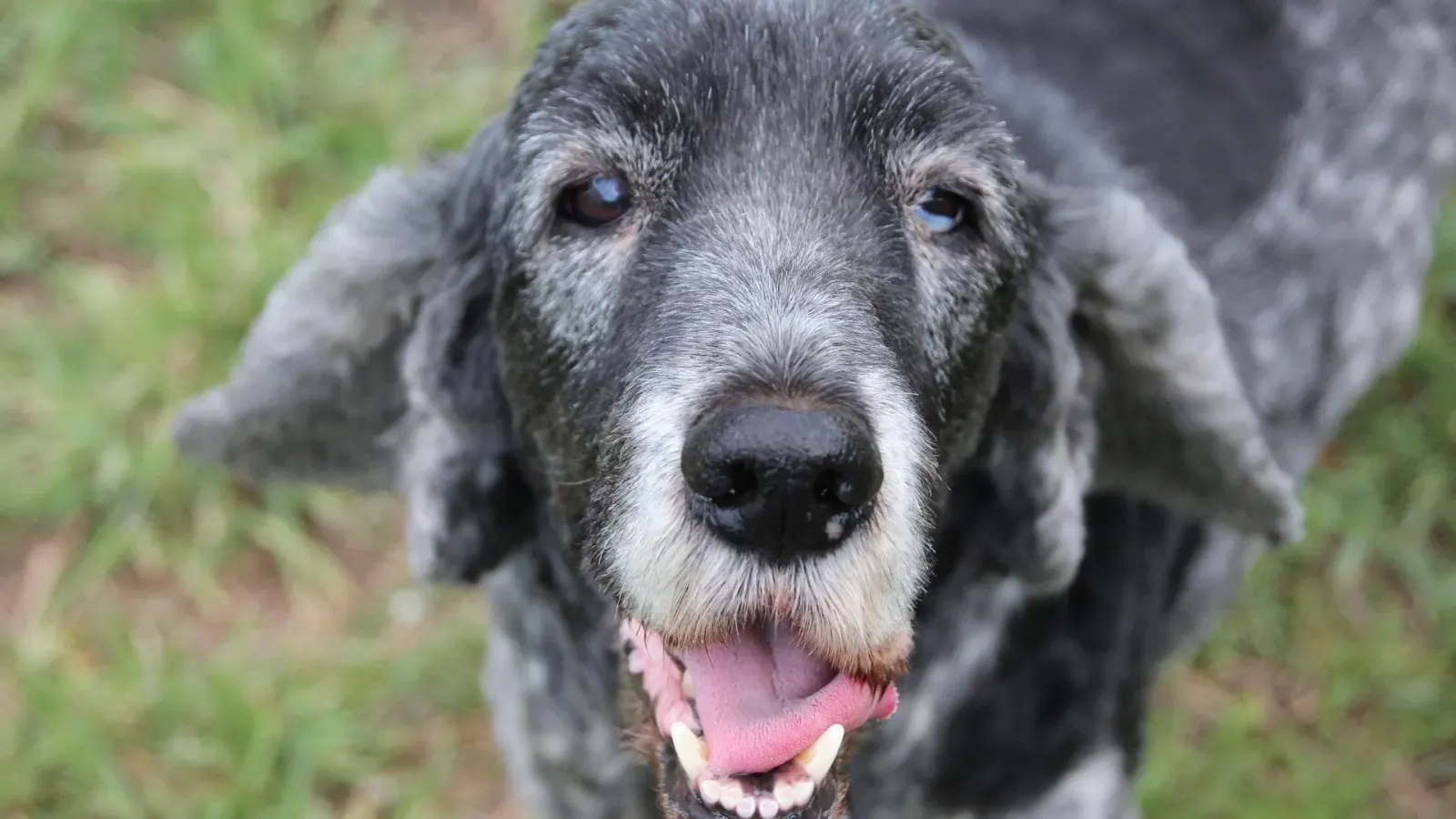 Älterer Hund mit grauer Schnauze schaut fröhlich mit offenem Maul in die Kamera