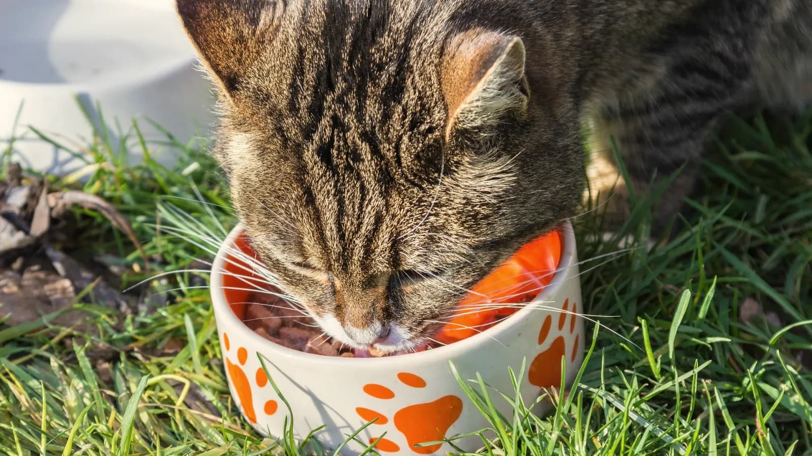 Getigerte Katze frisst Nassfutter aus einem weißen Napf mit orangefarbenen Pfotenabdrücken auf einer Wiese