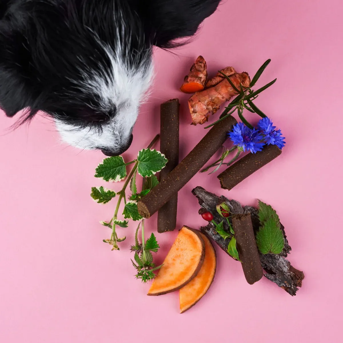 Braune Gelenk Sticks neben Süßkartoffel, Kurkuma, Kräutern und Blüten, oben ein Hundekopf (Herstellerfoto)
