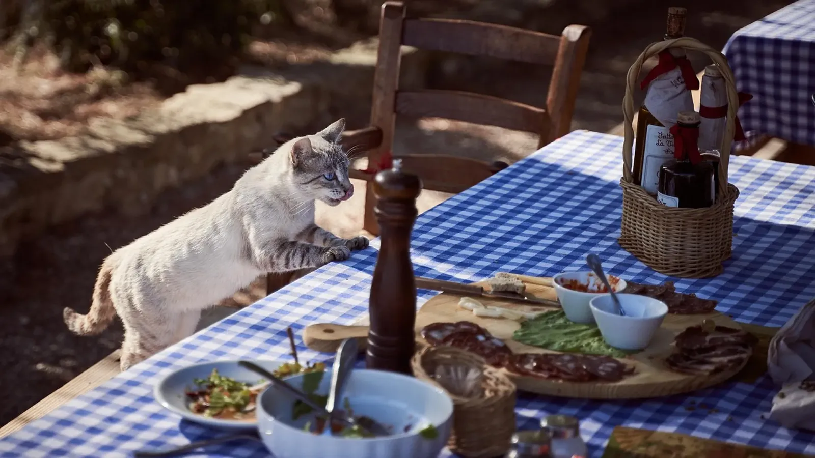 Helle Katze sitzt auf einem gedeckten Esstisch mit blau kariertem Tischtuch neben Speisen – Symbolbild zur Frage, was Katzen nicht essen dürfen