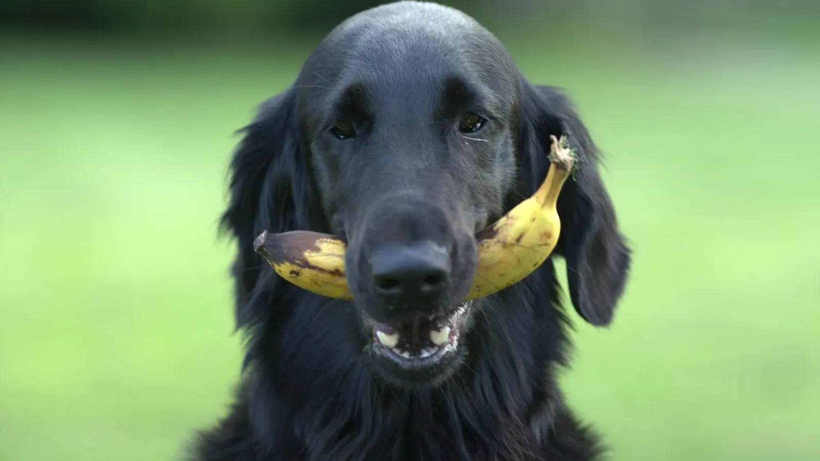 Schwarzer Flat Coated Retriever trägt eine Banane quer im Maul, im Hintergrund eine grüne Wiese