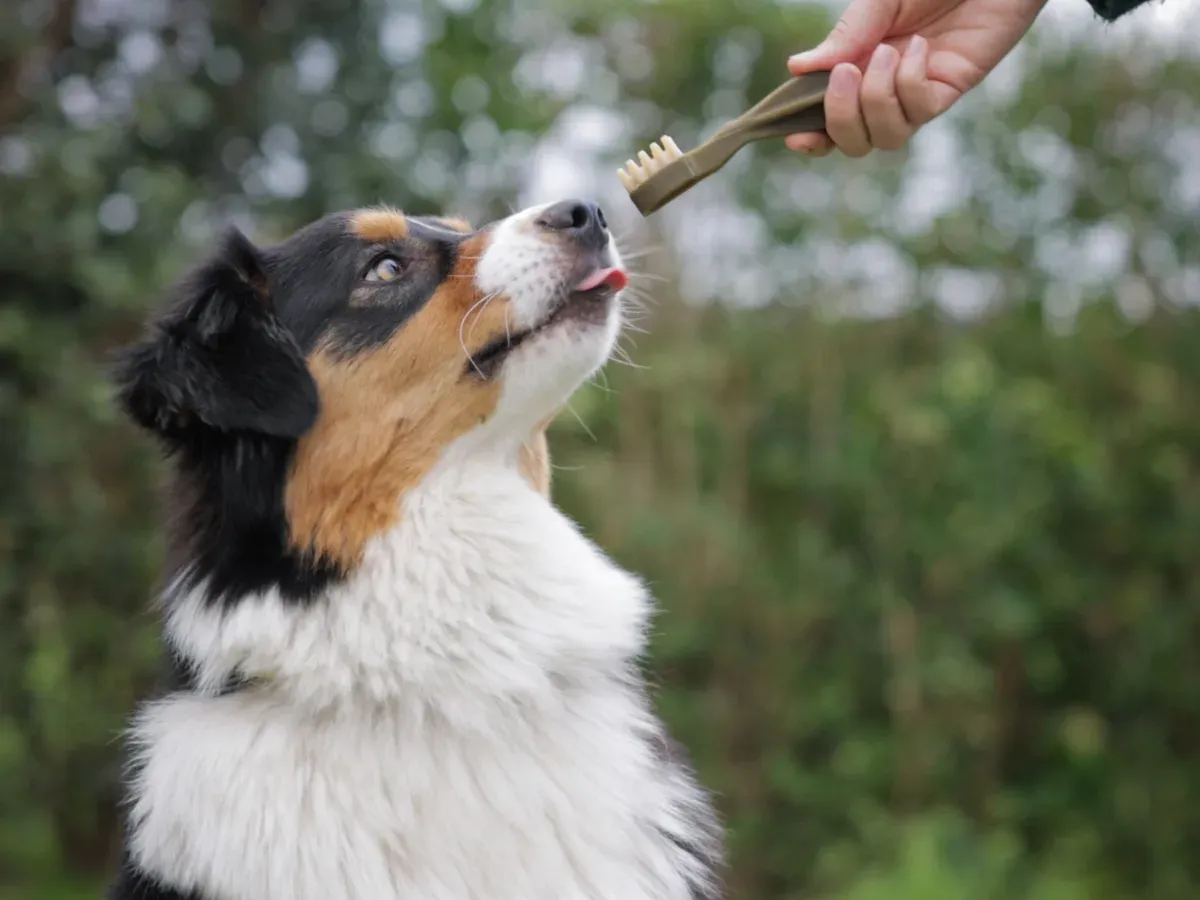 Australian Shepherd bekommt einen Whimzees Toothbrush M gereicht (Bild: Hersteller)