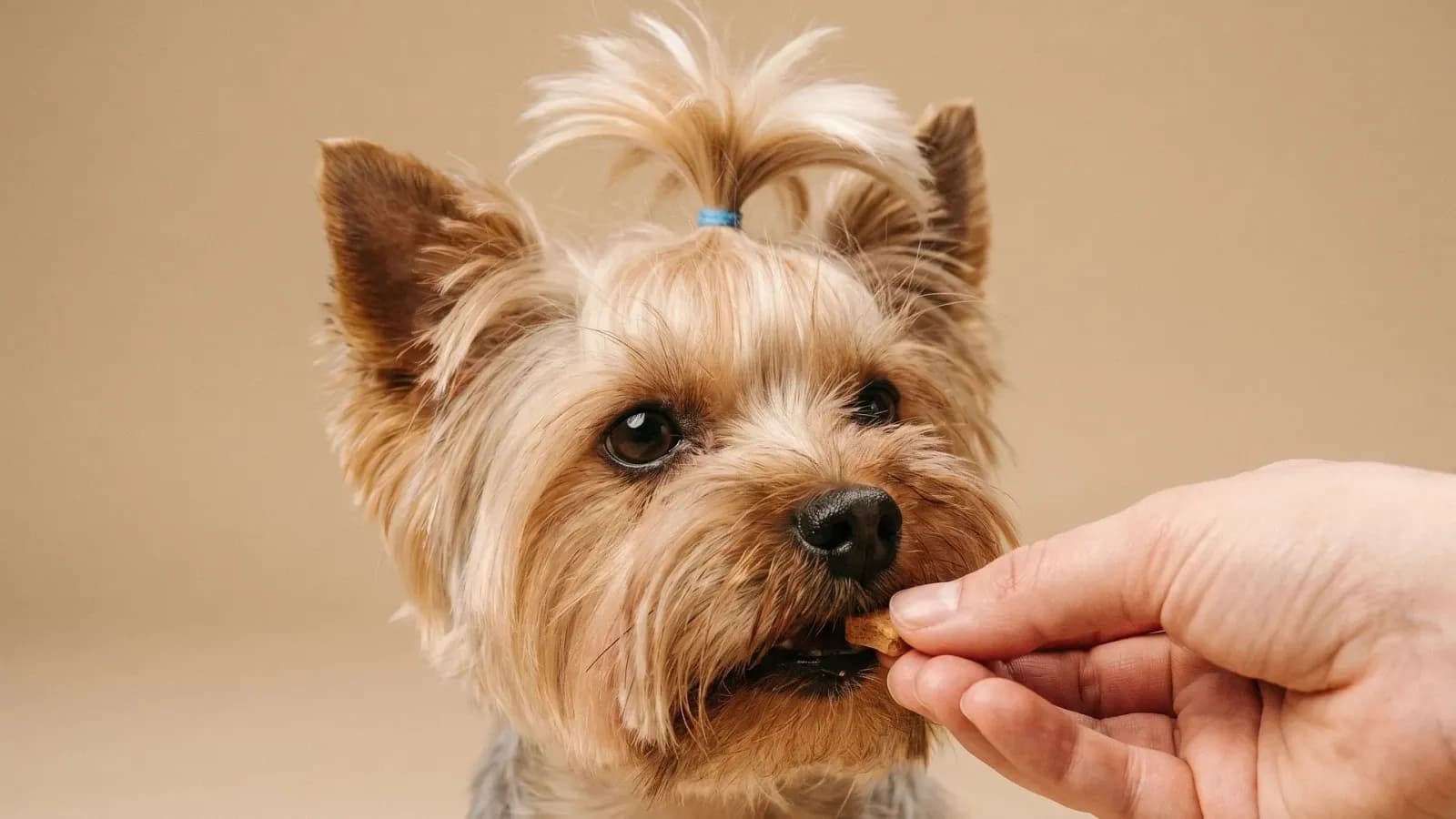 Yorkshire Terrier mit Zopf nimmt vorsichtig ein kleines Leckerli aus einer Hand