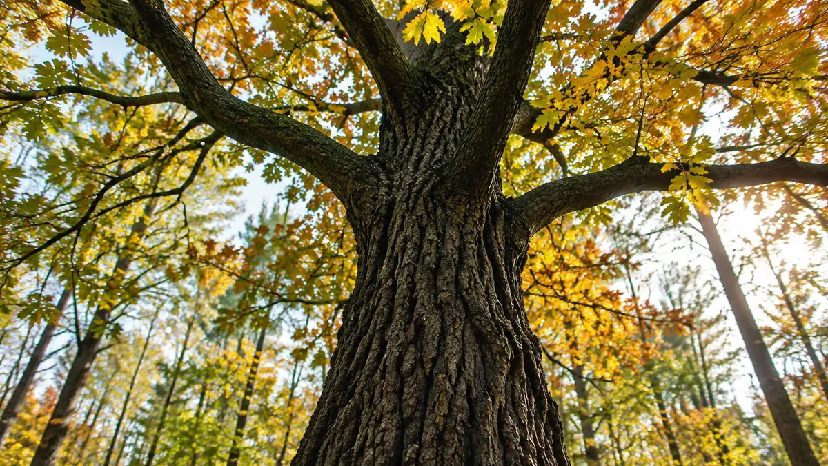 Rotulme (Ulmus rubra) im Laubwald mit tief gefurchter Rinde